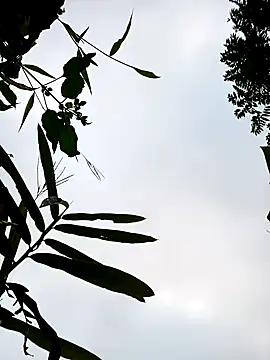 little-effy online show from 01-17-26, 12:15