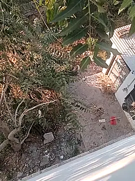 Prem Ran online show from 12-22-25, 03:25