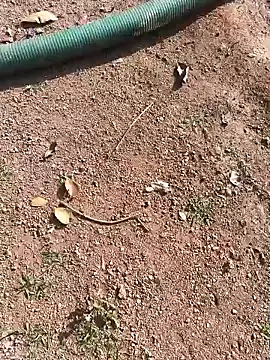 Snapshot of janbi_sexe chatting on 01-15-26, 05:01 janbi sexe online show from 01-15-26, 05:01