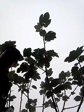 him220 online show from 03-07-26, 02:08