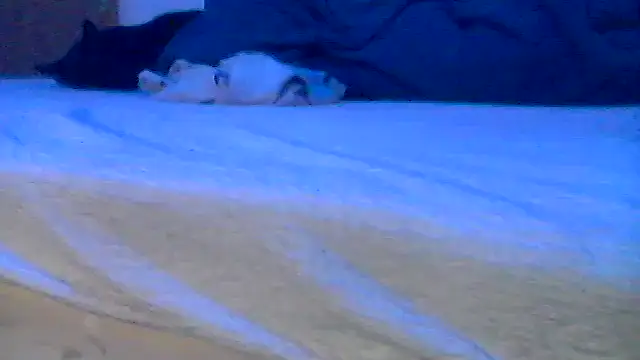 Silencio26 online show from 04-19-26, 08:02