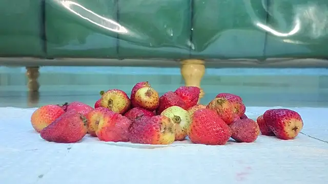 zarcasutra t online show from 03-31-26, 12:49