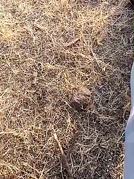 babu bull online show from 02-13-26, 02:40