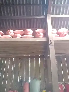 Snapshot of Linka998 chatting on 03-03-26, 06:30 Linka998 online show from 03-03-26, 06:30