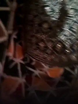 Rashmika Mandana online show from 04-16-26, 07:14