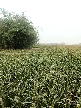 hot honey 66 online show from 04-18-26, 05:55