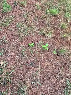 Snapshot of yunyun0006 chatting on 05-09-26, 05:45 yunyun0006 online show from 05-09-26, 05:45