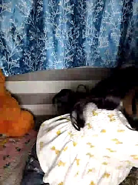 pinki-rani1 online show from 07-07-26, 05:17