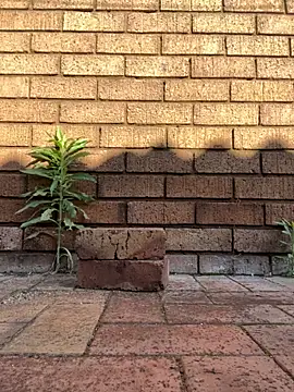 ZeusBlackDick online show from 11-01-25, 04:58