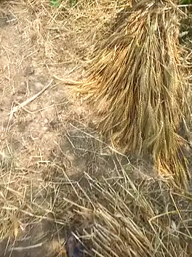 FinableKnee online show from 04-08-26, 05:29