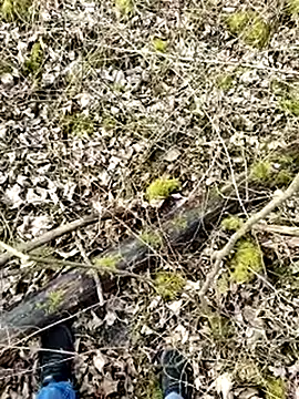 Snapshot of Boring_one chatting on 03-17-25, 01:50 Boring one online show from 03-17-25, 01:50