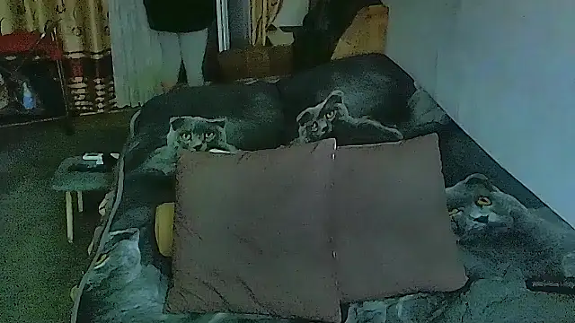 sex2 online show from 11-12-25, 11:36