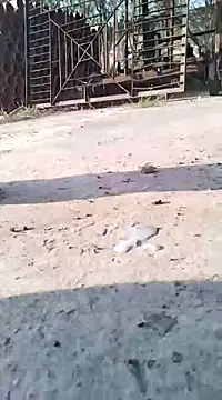 Snapshot of Pitercom chatting on 03-09-25, 07:12 Pitercom online show from 03-09-25, 07:12