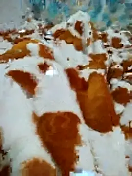 naghmi12 online show from 04-16-26, 11:00