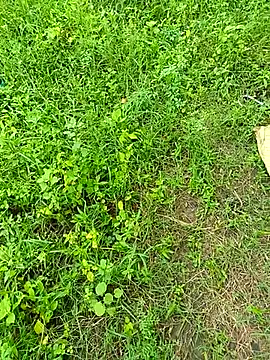 Snapshot of kummuduabbai chatting on 09-12-25, 08:25 kummuduabbai online show from 09-12-25, 08:25