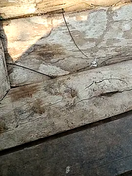 Snapshot of kummuduabbai chatting on 03-03-26, 09:26 kummuduabbai online show from 03-03-26, 09:26