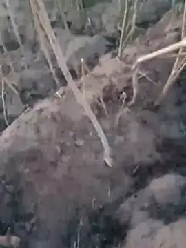 Sinewsex pussylove online show from 03-25-26, 12:38