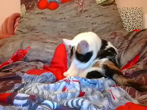 RealLittleRedRidingHood online show from 11-17-25, 05:52