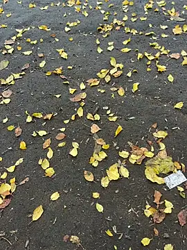 mihaixxx1 online show from 11-09-25, 11:08