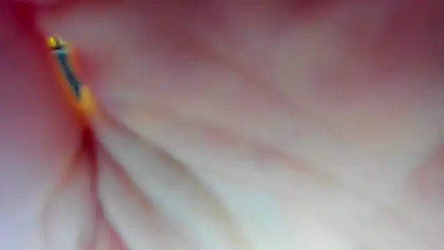 Snapshot of Katrina_Minchels chatting on 01-18-25, 11:11 Katrina Minchels online show from 01-18-25, 11:11